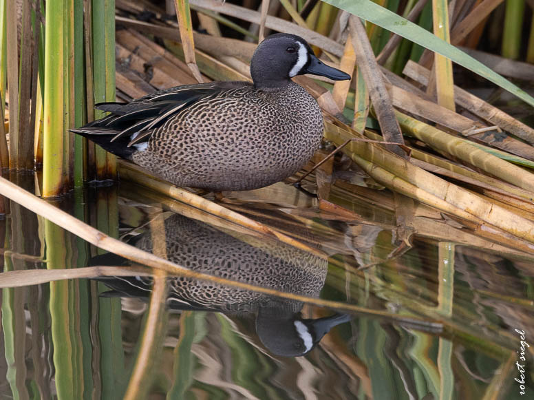 emily renzel wetlands 2024